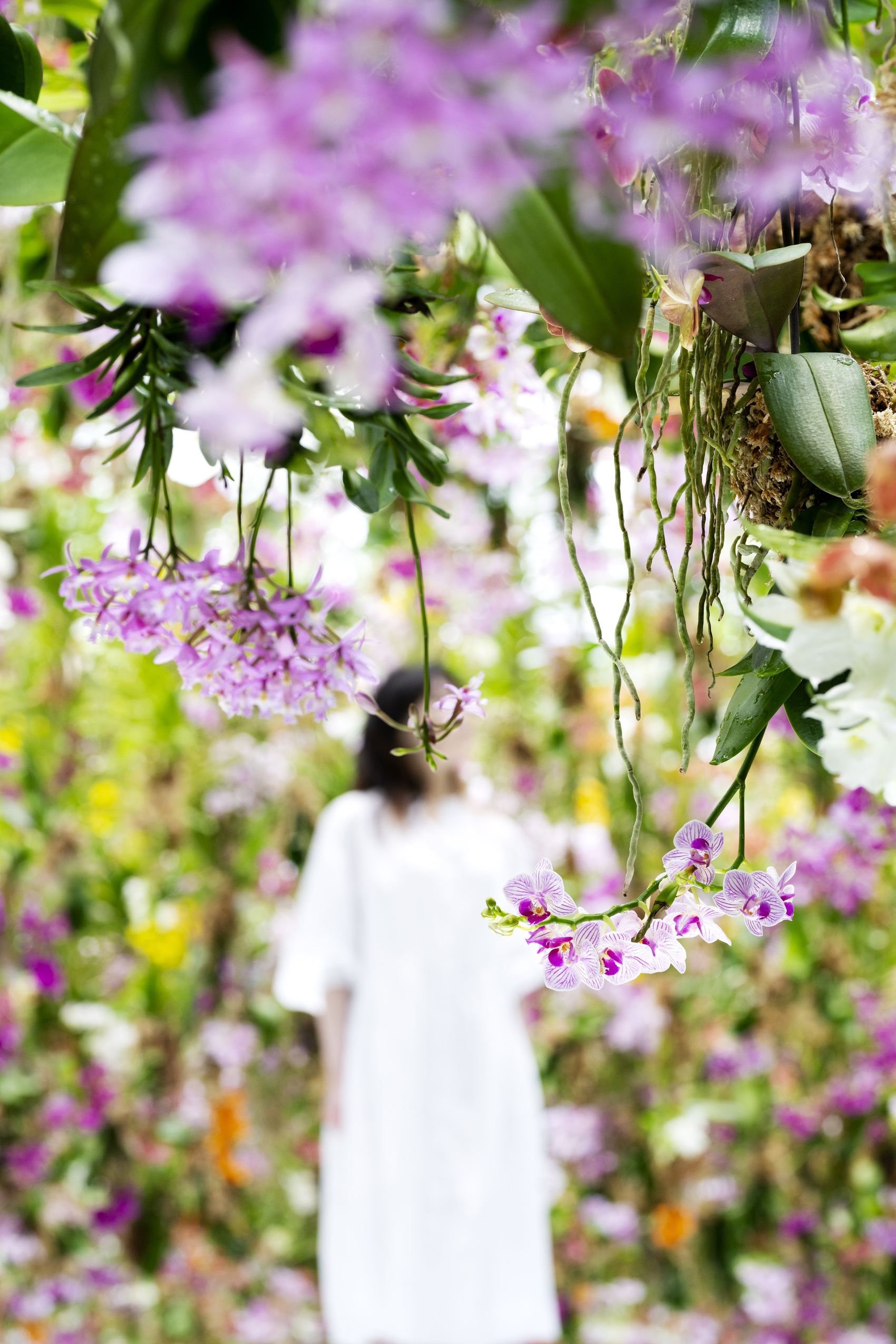 漂浮的花园——花朵与我同根同源，花园与我合为一体 / 澳门teamLab★超自然空间