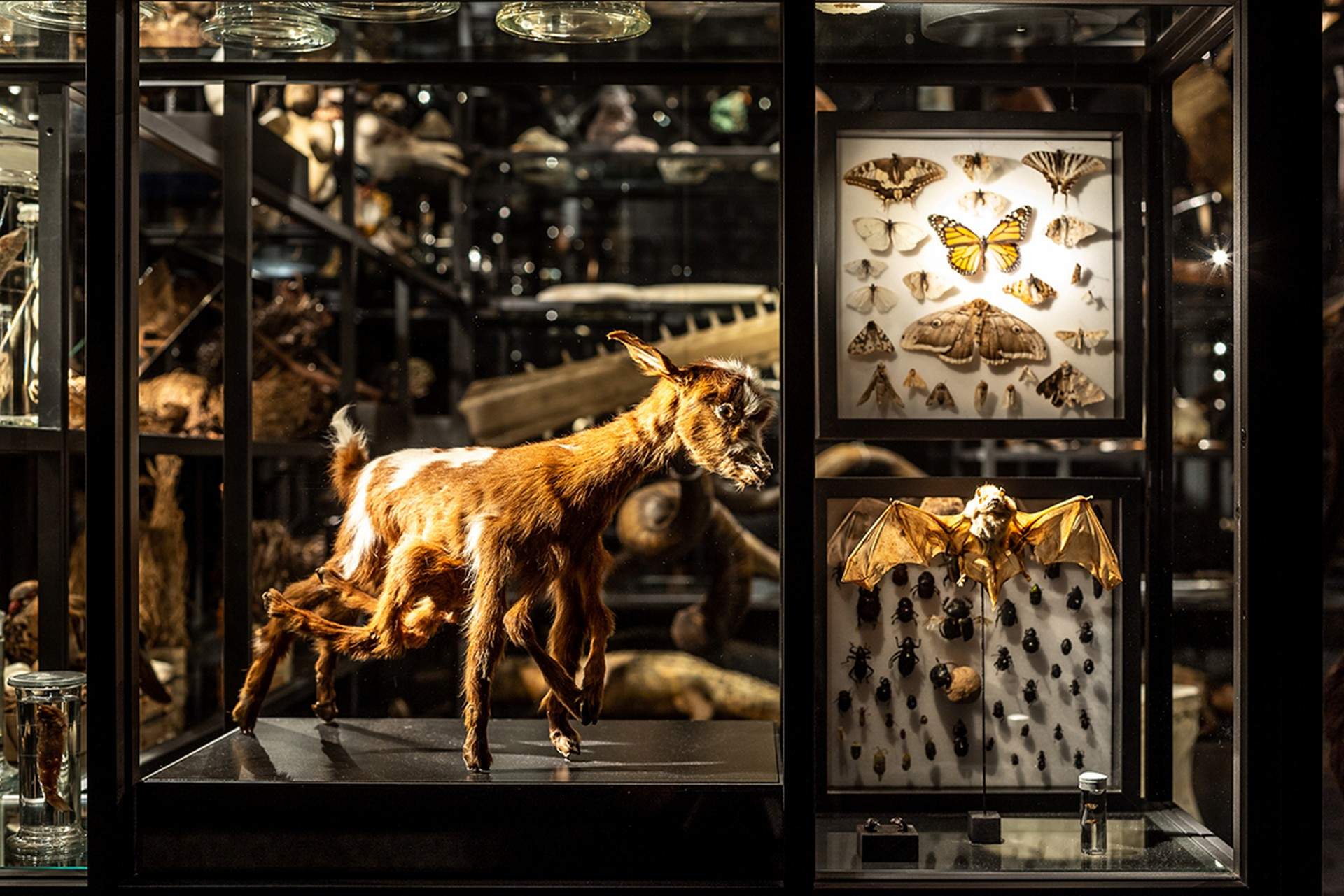 拉各斯 若泽福莫西尼奥博士博物馆——对20世纪30年代创建的博物馆进行改建 / P06 studio