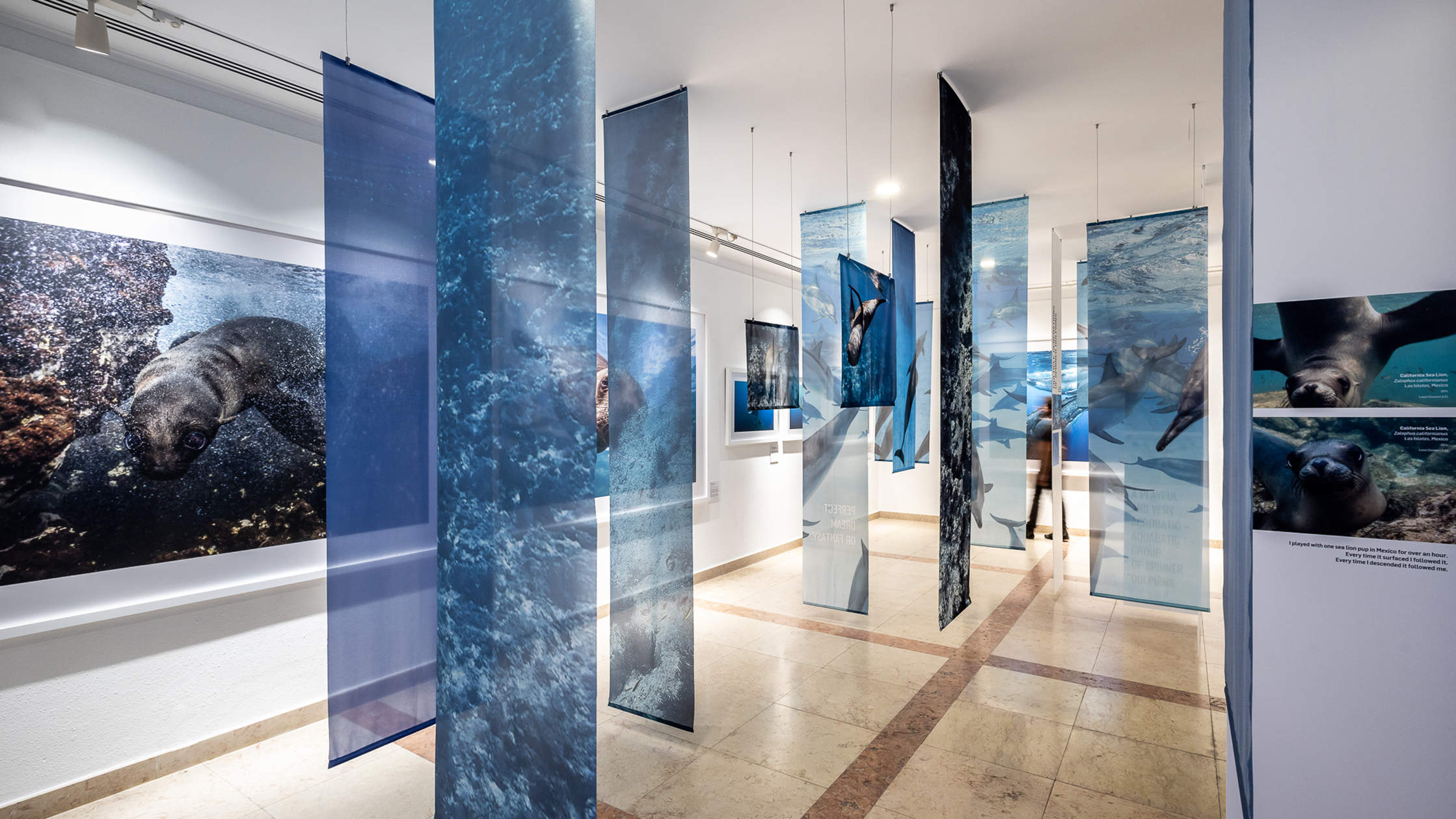 脆弱的美丽——展示侯赛因·阿迦汗水下摄影作品的“海带森林” / P 06 studio