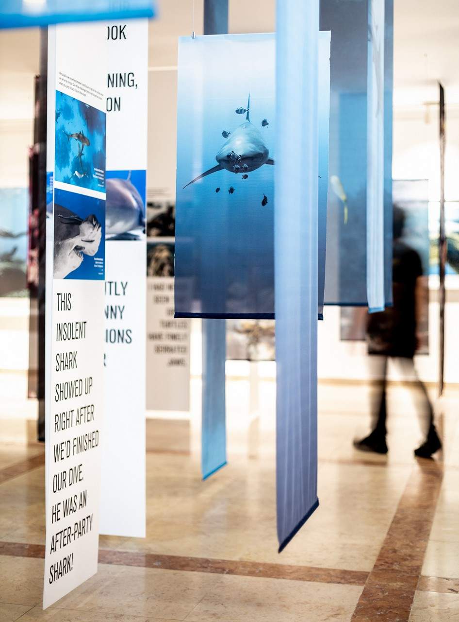 脆弱的美丽——展示侯赛因·阿迦汗水下摄影作品的“海带森林” / P 06 studio