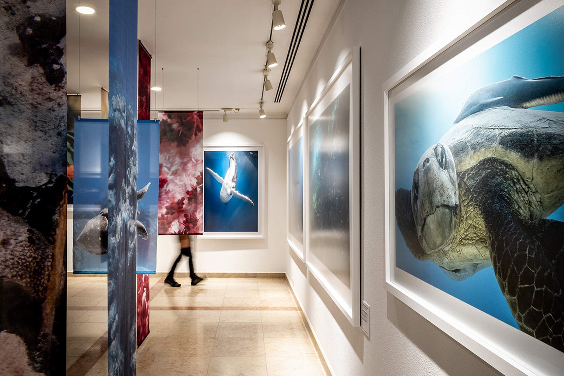 脆弱的美丽——展示侯赛因·阿迦汗水下摄影作品的“海带森林” / P 06 studio