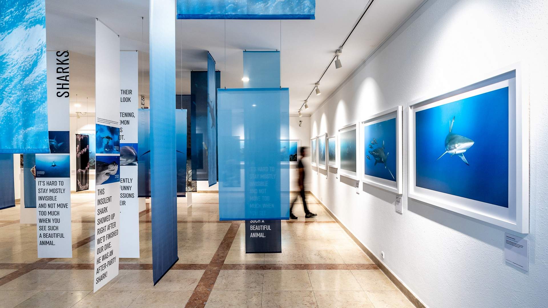 脆弱的美丽——展示侯赛因·阿迦汗水下摄影作品的“海带森林” / P 06 studio