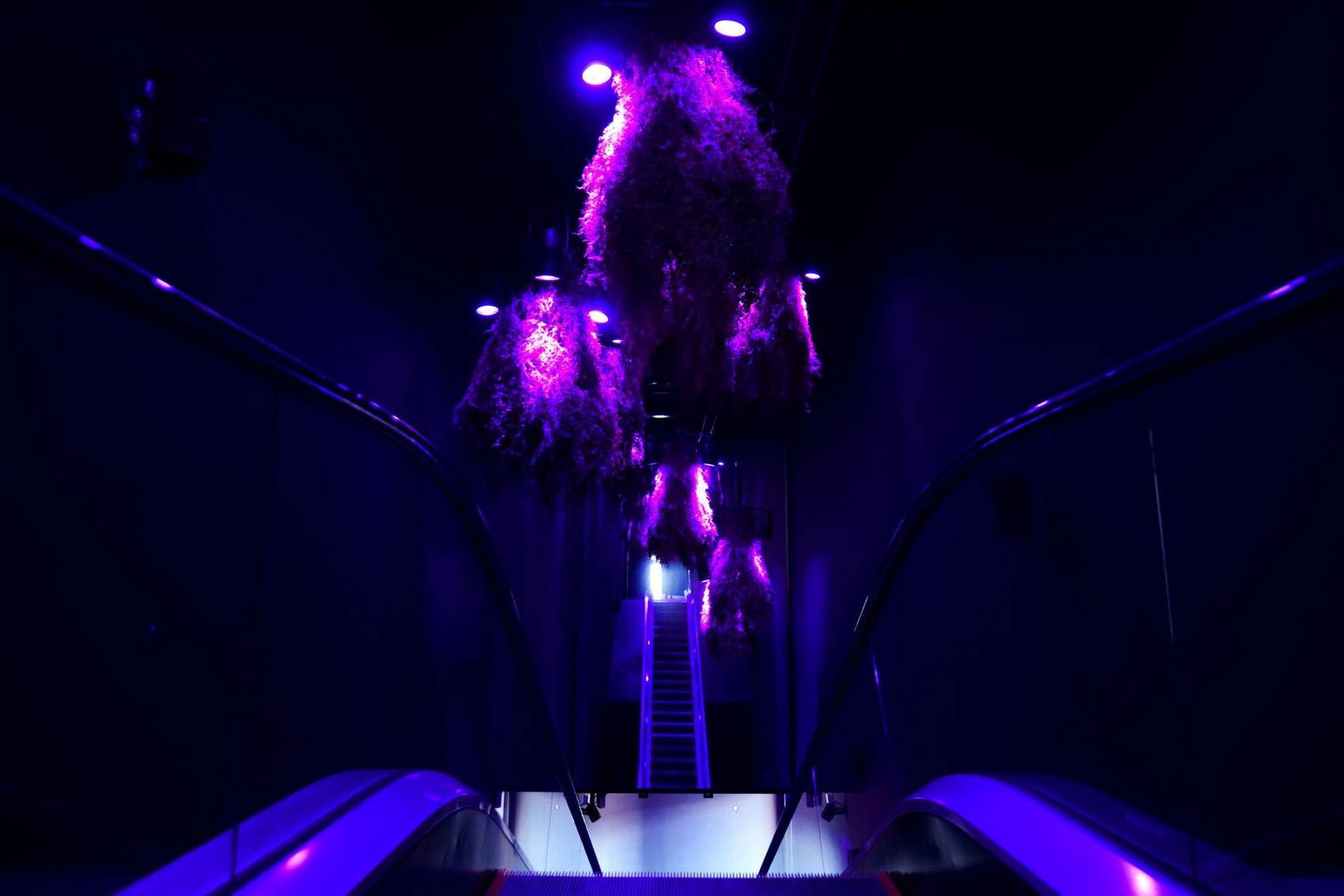 脉动——大阪世博会法国馆的沉浸式参观体验 / GSM Project, Justine Emard