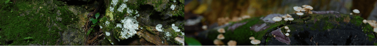 青山无尽——绿美广东新媒体创作展 / 广东美术馆新馆 × 千核GeeksArt