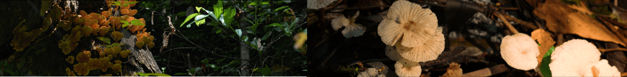 青山无尽——绿美广东新媒体创作展 / 广东美术馆新馆 × 千核GeeksArt