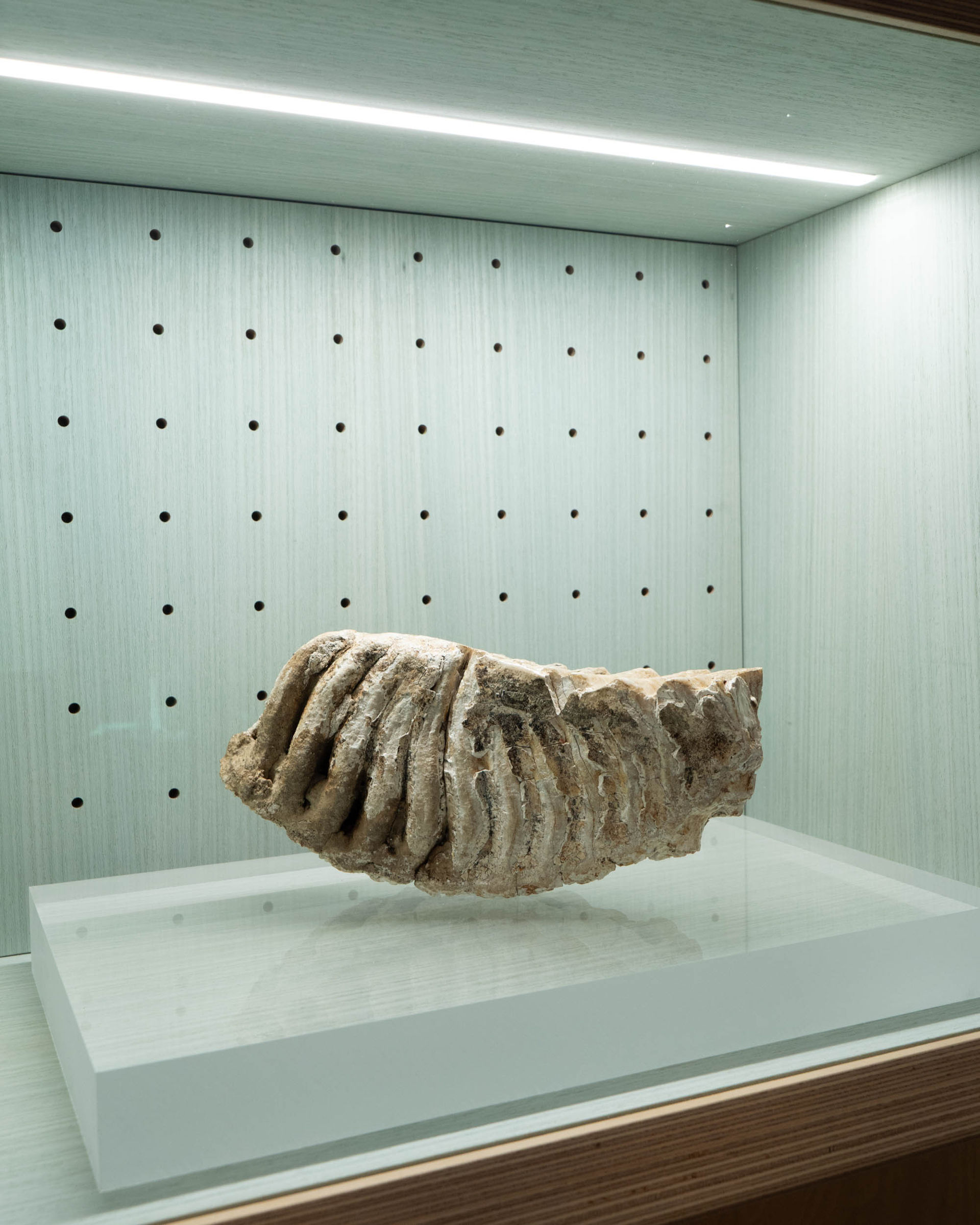 意大利，Mina Palumbo自然历史博物馆交互展陈 / Dotdotdot