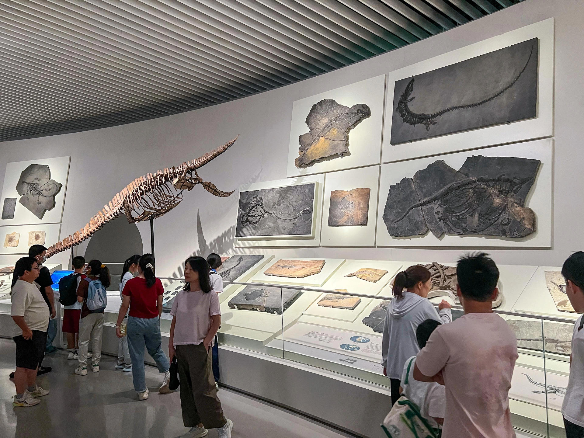 深圳自然历史博物馆:将自然历史转化为空间体验 / ATELIER BRÜCKNER