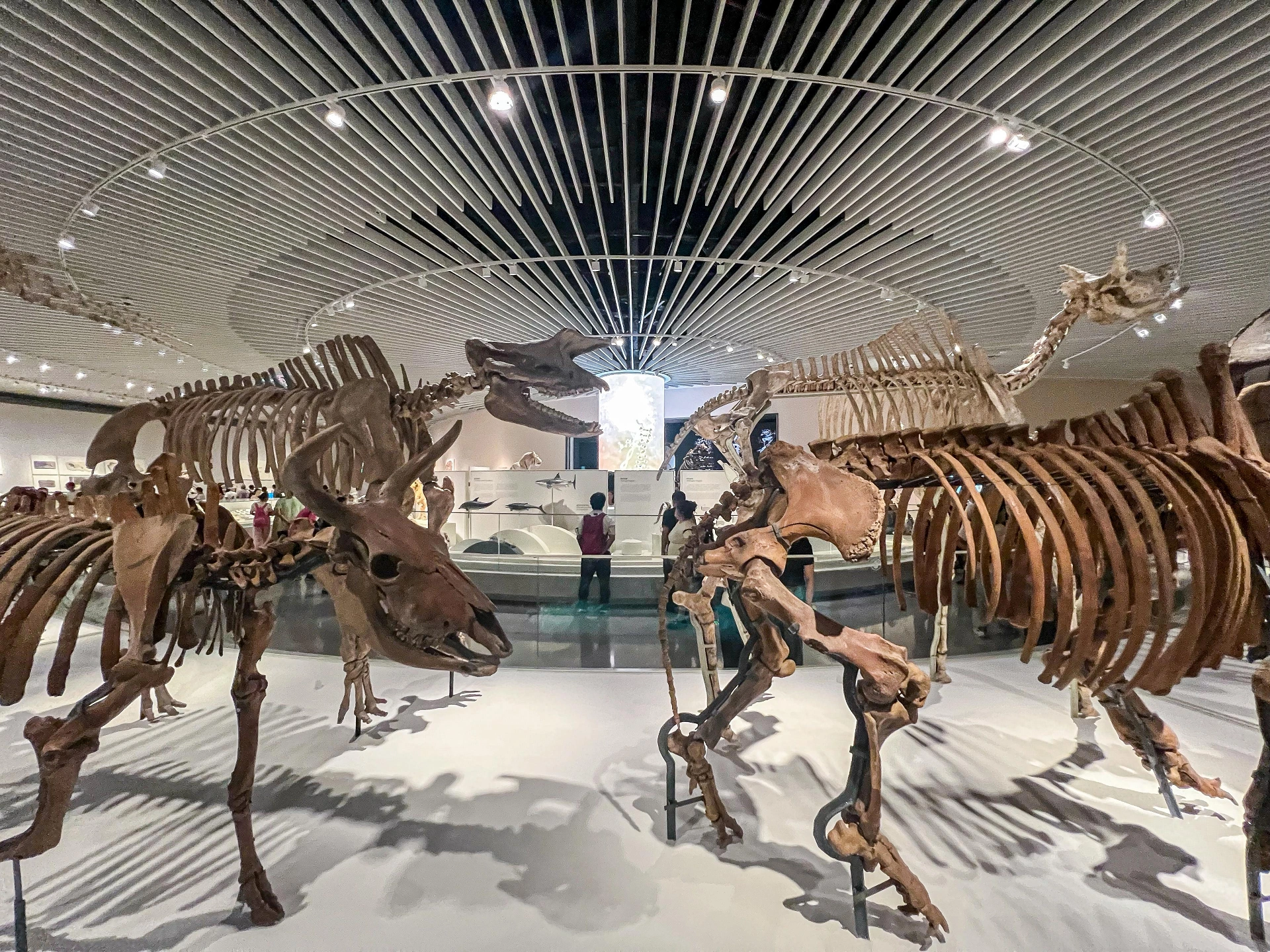 深圳自然历史博物馆:将自然历史转化为空间体验 / ATELIER BRÜCKNER